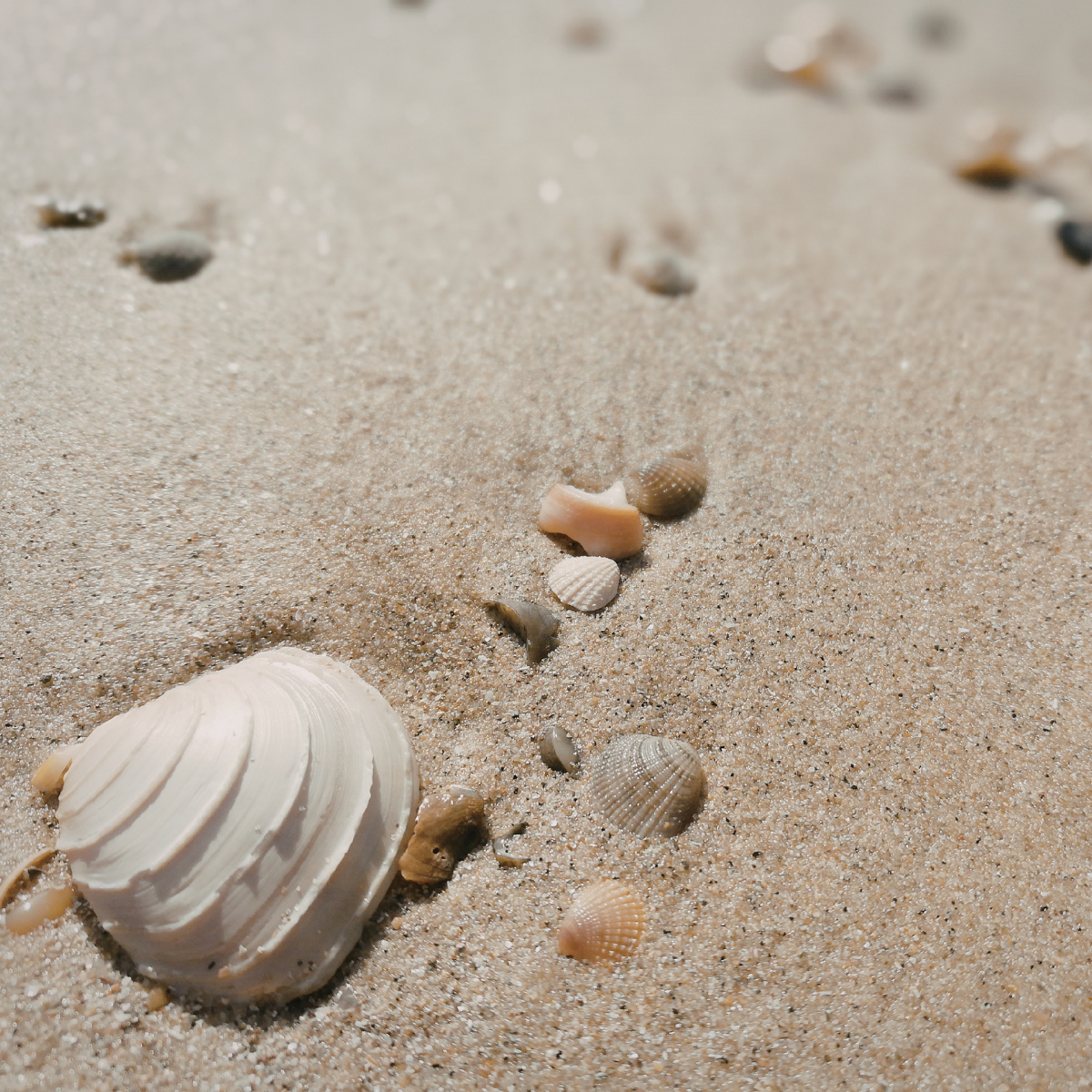 BARE SAND - Bath Bomb - warm, soft, and skin-like
