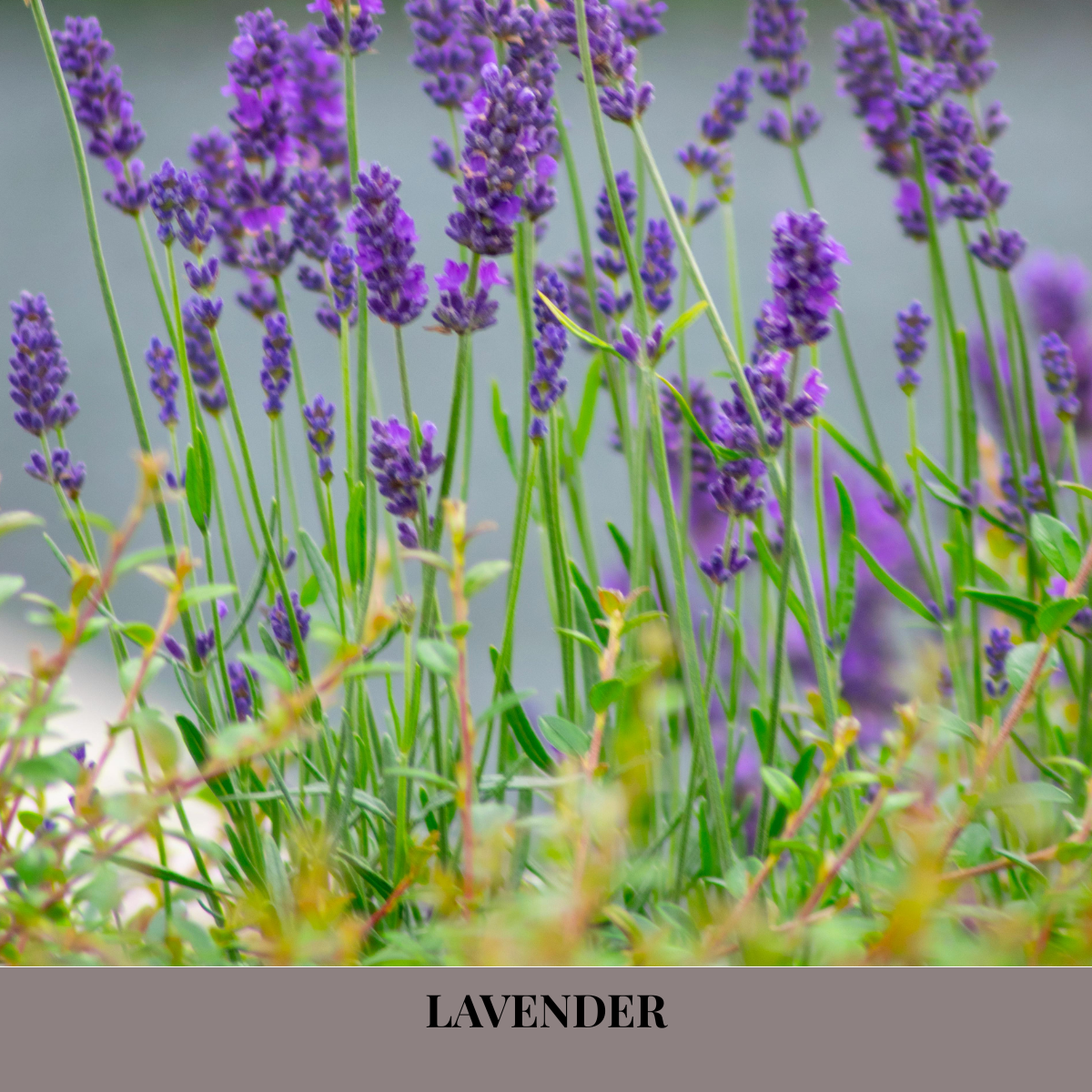 YLANG YLANG & LAVENDER - Natural Body Soap - relaxing, elegant, softly floral