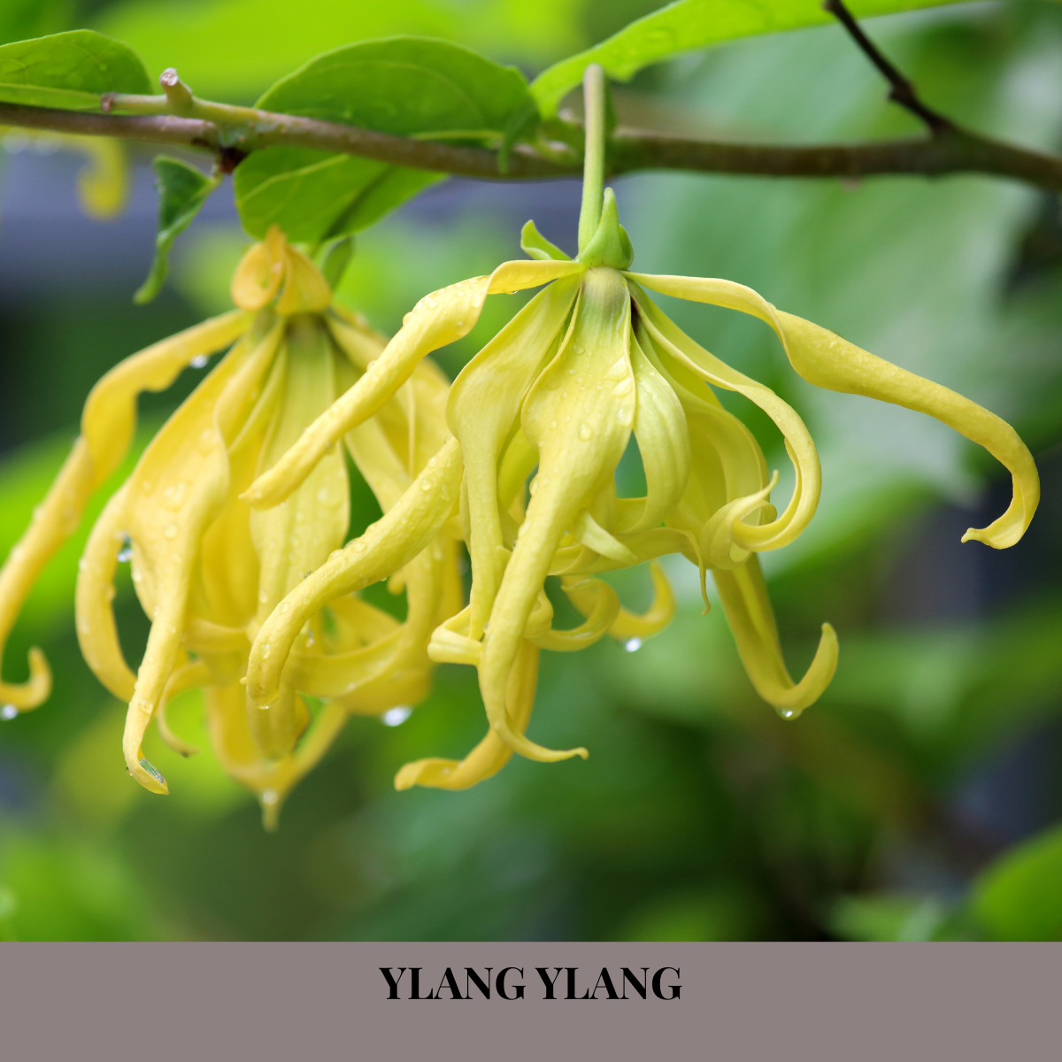 YLANG YLANG & LAVENDER - Natural Body Soap - relaxing, elegant, softly floral